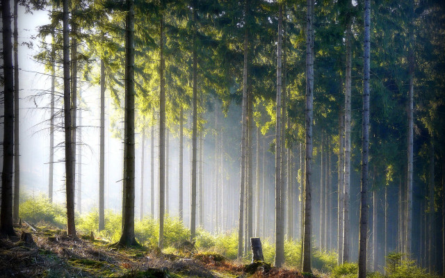 Forest bench fog trees nature free wallpaper for desktop - medium preview image
