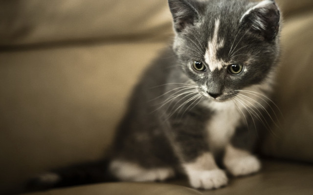Small kitten couch sad eyes #2 free wallpaper for desktop - medium preview image