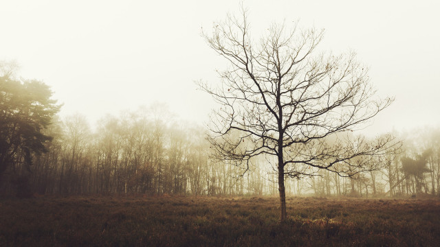 Lone tree fog forest bare free wallpaper for desktop - medium preview image