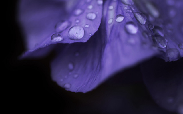 Purple flower water droplets macro #20 free wallpaper for desktop - medium preview image
