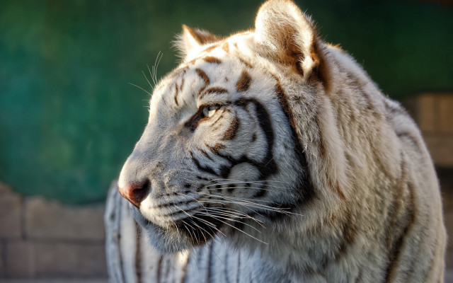 White tiger green background blurry free wallpaper for desktop - medium preview image