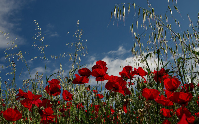 Red flower field blue sky #4 free wallpaper for desktop - medium preview image