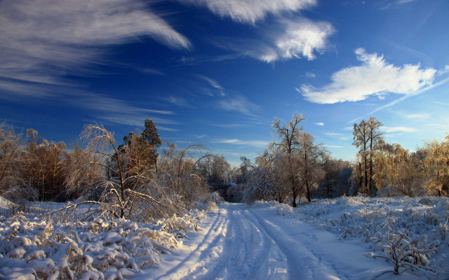 Snowy forest path blue sky free wallpaper for desktop - medium preview image