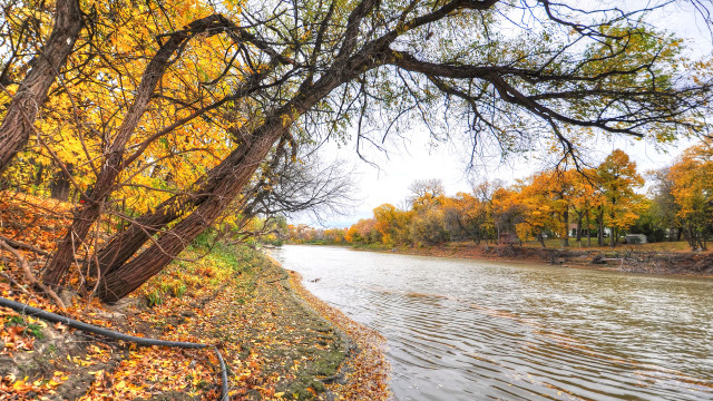 Autumn river leaves ducks trees free wallpaper for desktop - medium preview image