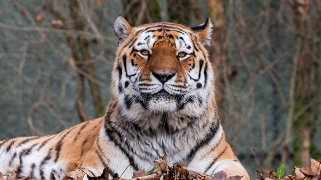 Tiger leaves forest branches blurry free wallpaper for desktop - medium preview image