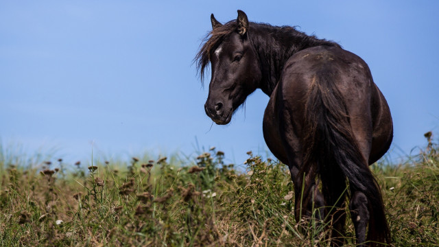 Horse field tallgrass flowers blue free wallpaper for desktop - medium preview image