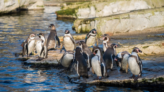 Penguins rock water beach horizon free wallpaper for desktop - medium preview image