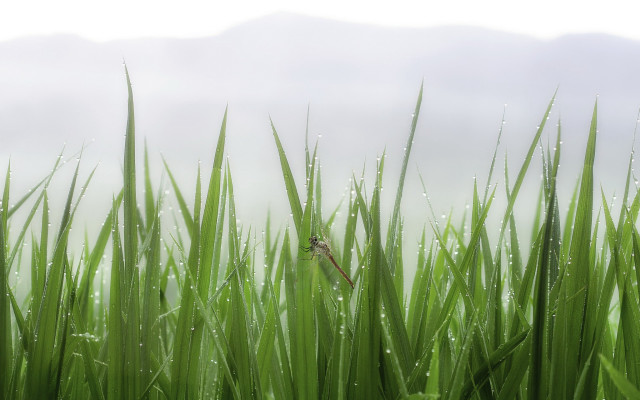 Grass water droplets bird bamboo free wallpaper for desktop - medium preview image