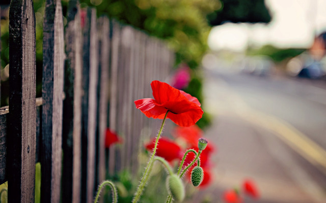 Red flower garden fence street free wallpaper for desktop - medium preview image