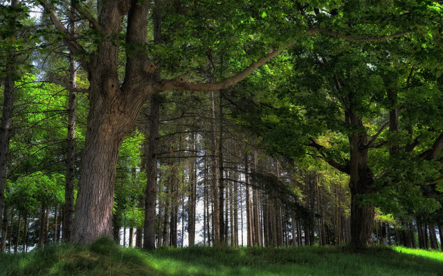Forest trees grass hill park free wallpaper for desktop - medium preview image