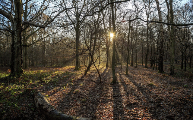 Sunbeam forest log leaves nature free wallpaper for desktop - medium preview image