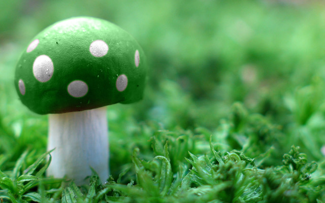 Green mushroom white dots grass free wallpaper for desktop - medium preview image