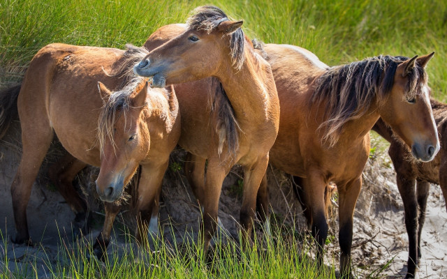 Horses field puddle nature animals free wallpaper for desktop - medium preview image