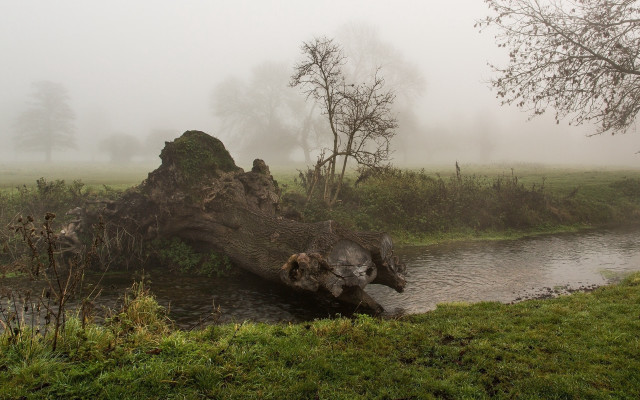 Fallen tree stream fog bush free wallpaper for desktop - medium preview image