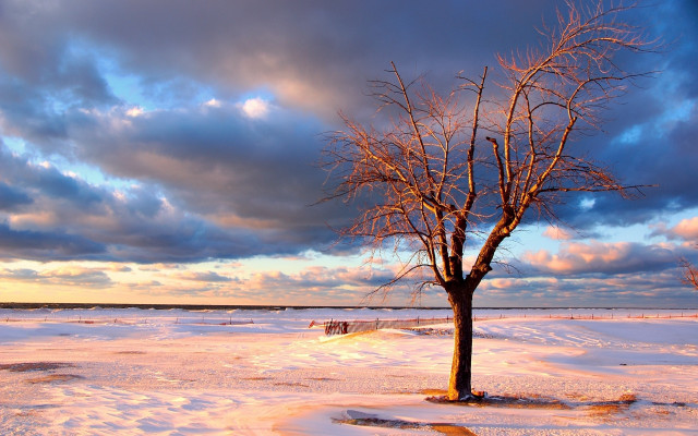 Lone tree snowy field bench free wallpaper for desktop - medium preview image
