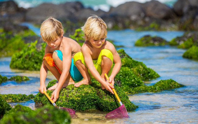 Beach children seaweed rock vibrant free wallpaper for desktop - medium preview image