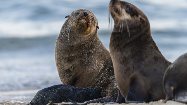 Sea lions beach ocean wave free wallpaper for desktop - medium preview image