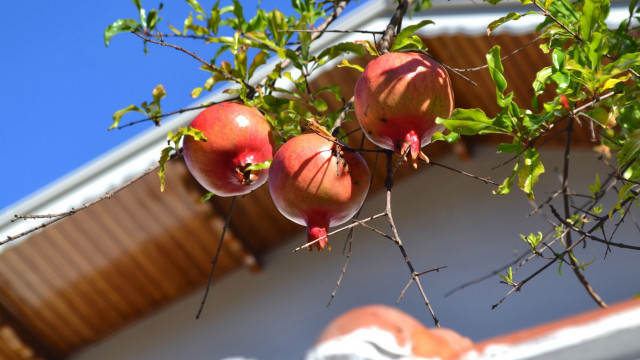 Branch fruit leaves building stilllife free wallpaper for desktop - medium preview image