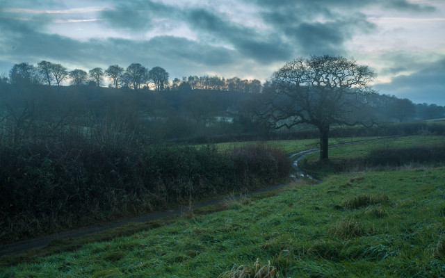 Lone tree grassy field path free wallpaper for desktop - medium preview image