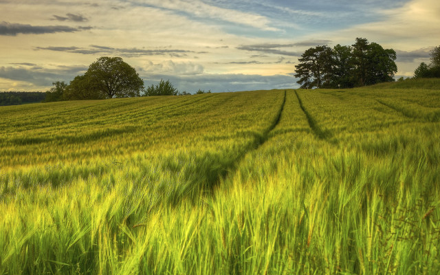 Green grass trees cloudy sky free wallpaper for desktop - medium preview image