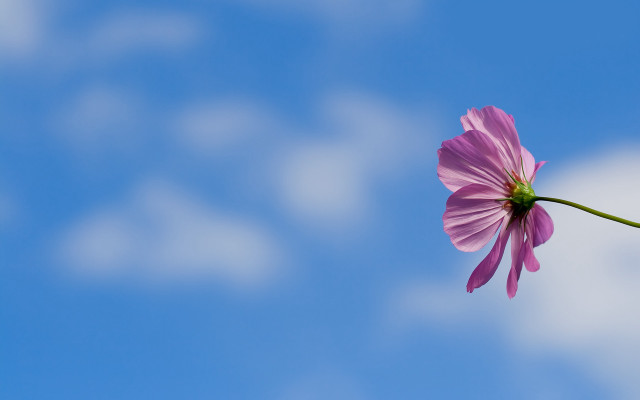 Single flower blue sky clouds free wallpaper for desktop - medium preview image