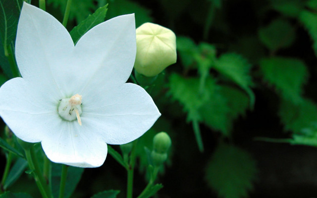 White flower green background fairy free wallpaper for desktop - medium preview image