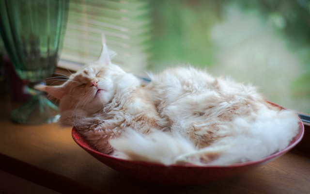Cat sleeping bowl window vase free wallpaper for desktop - medium preview image