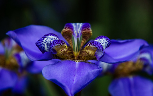 Purple flower yellow center white #2 free wallpaper for desktop - medium preview image