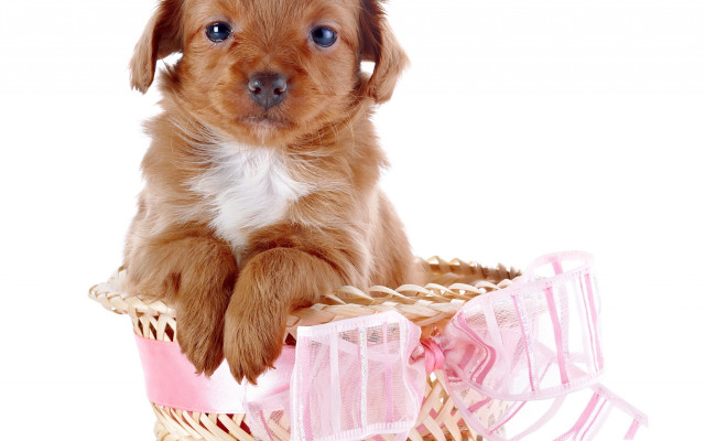 Puppy basket pink ribbon cute free wallpaper for desktop - medium preview image