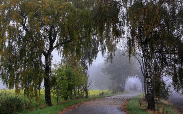 Misty road with trees and free wallpaper for desktop - medium preview image