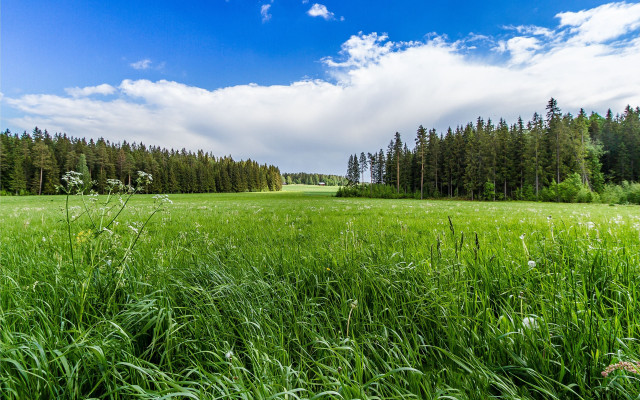 Field trees grass clouds sky free wallpaper for desktop - medium preview image