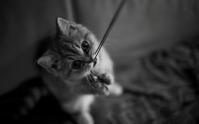 Cat surprised mono blurry depth free wallpaper for desktop - medium preview image