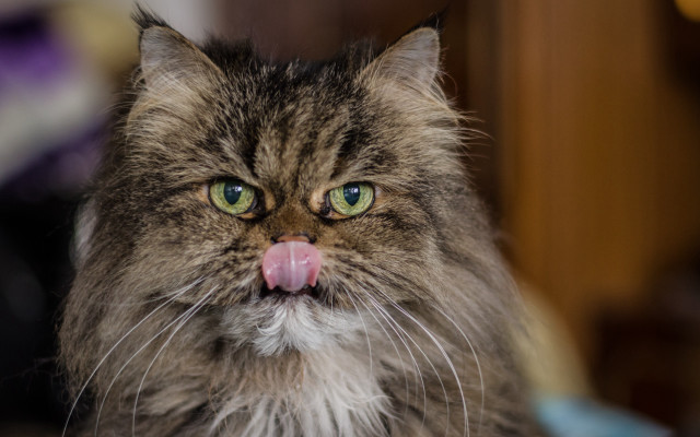 Cat tongue blurry blue eyes free wallpaper for desktop - medium preview image