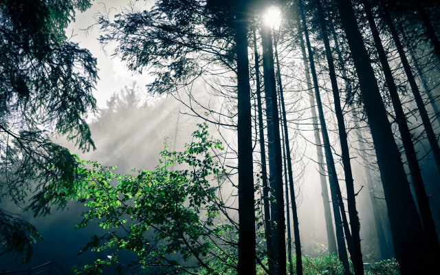 Forest sunshine fog bench tree free wallpaper for desktop - medium preview image