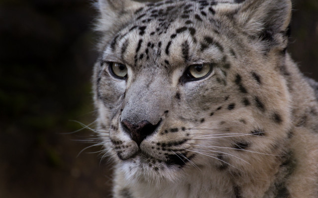 Snow leopard staring camera blurry #2 free wallpaper for desktop - medium preview image
