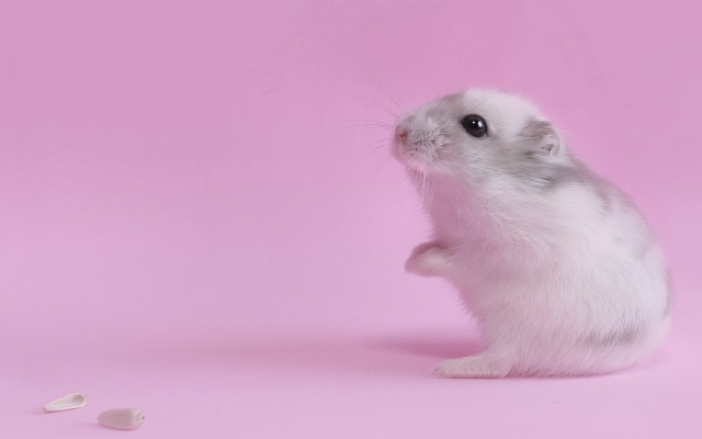 White hamster rococo pastel gradient free wallpaper for desktop - medium preview image