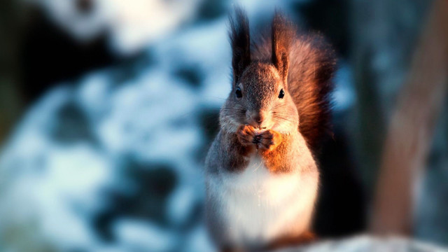 Squirrel eating tree branch winter free wallpaper for desktop - medium preview image
