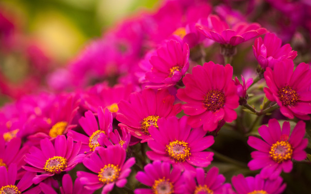 Pink flower vase bouquet macro free wallpaper for desktop - medium preview image