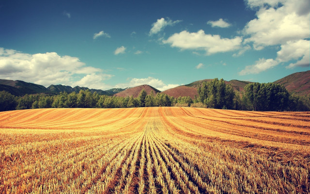 Wheat field mountains clouds sky free wallpaper for desktop - medium preview image