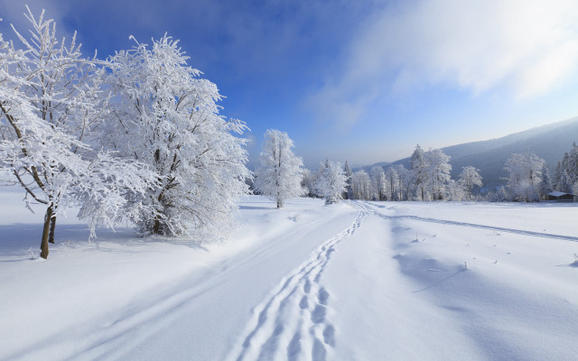 Snowy road tracks trees blue free wallpaper for desktop - medium preview image