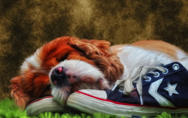 Dog sleeping shoe grass photorealistic free wallpaper for desktop - medium preview image