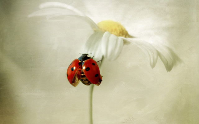 Two ladybugs flower white background free wallpaper for desktop - medium preview image