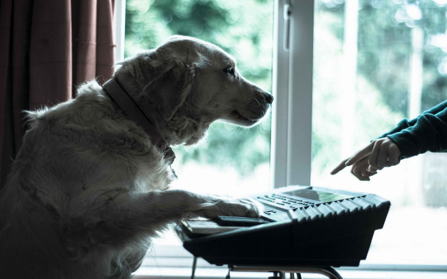 Dog chair person paw keyboard free wallpaper for desktop - medium preview image