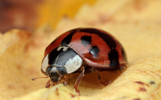 Ladybug yellowflower garden macro blurry free wallpaper for desktop - medium preview image