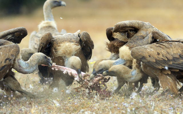 Vultures eating dead bird field free wallpaper for desktop - medium preview image