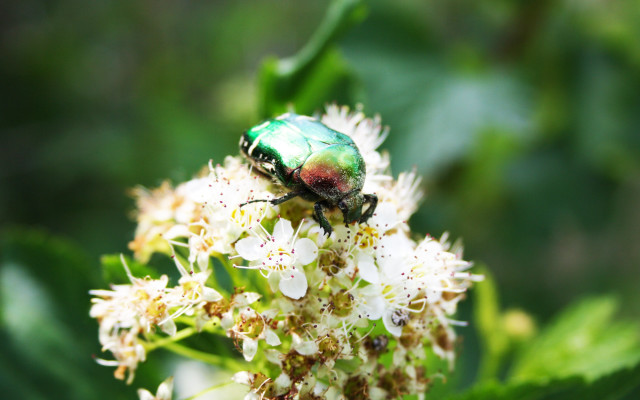 Green bug white flower macro free wallpaper for desktop - medium preview image