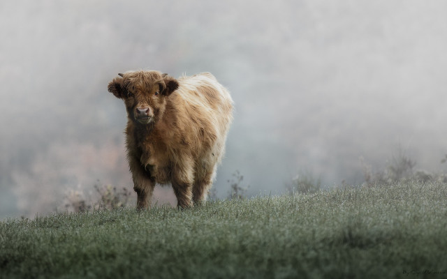 Brown cow field forest fog free wallpaper for desktop - medium preview image