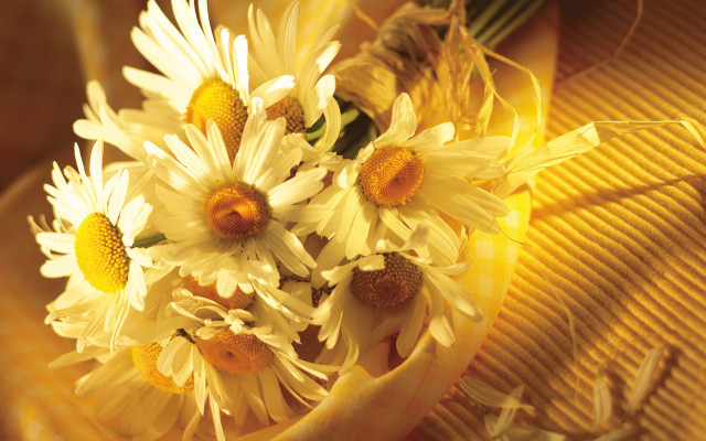 Daisy bouquet yellow background flower free wallpaper for desktop - medium preview image