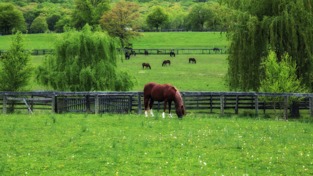 Horse grazing fence trees forest free wallpaper for desktop - medium preview image
