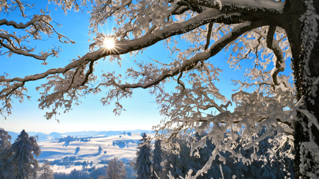 Snowy landscape trees bright sun #4 free wallpaper for desktop - medium preview image